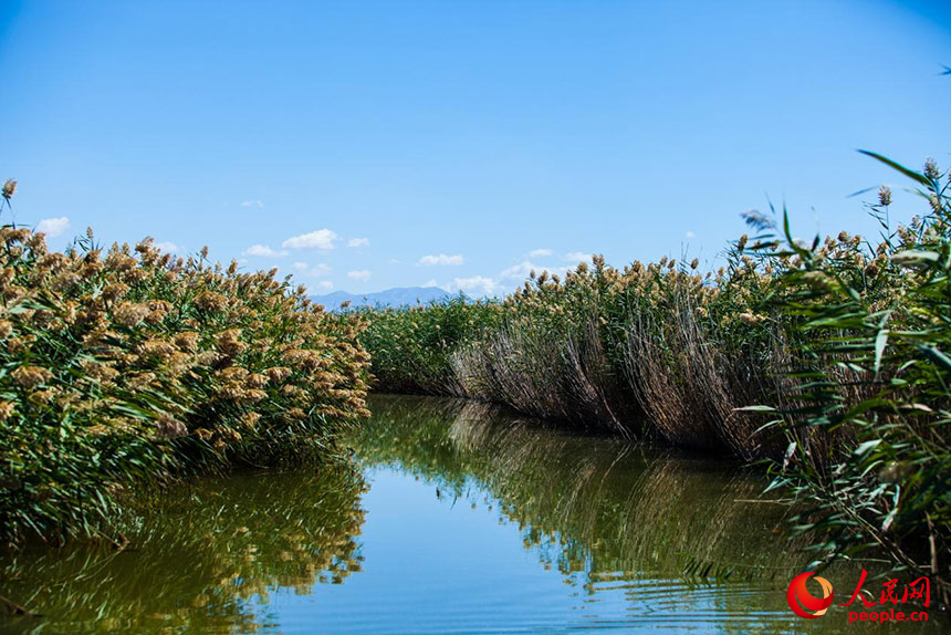 經(jīng)過治理的烏梁素海風景秀美，蘆葦搖曳生姿。人民網(wǎng) 孟佳澍攝